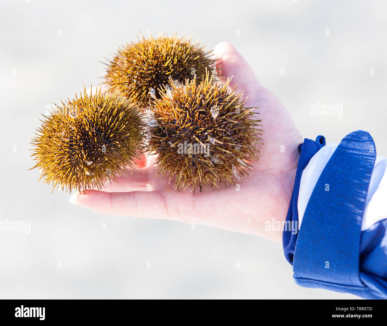 three sea urchins on hand in the winter Stock Photo