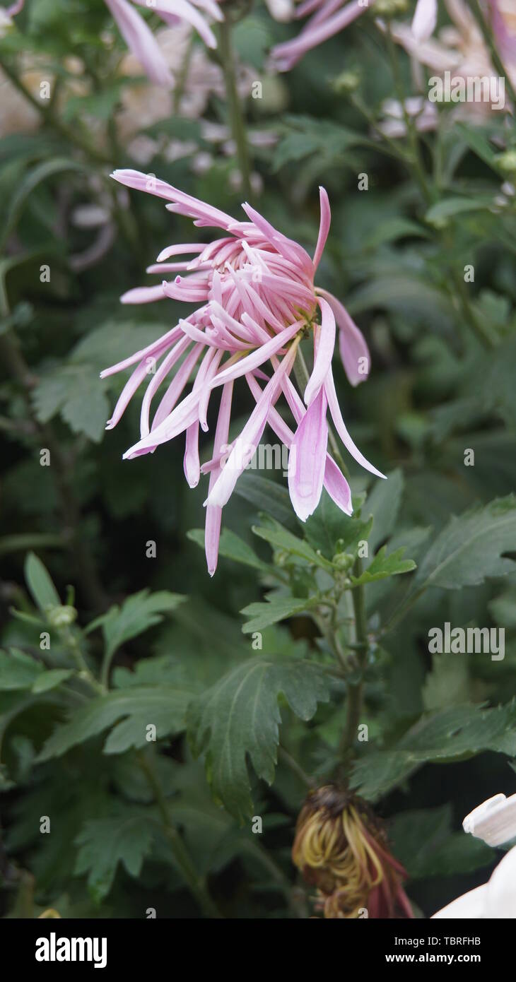 Chrysanthemum plants hi-res stock photography and images - Alamy