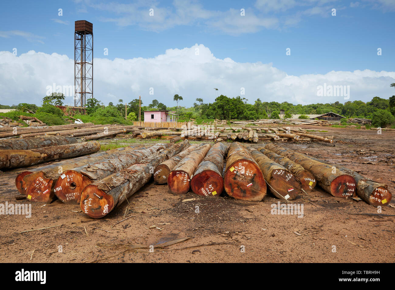 DTL Demerara Timbers Limited at Mabura Hill Sawmill in Guyana South America Stock Photo