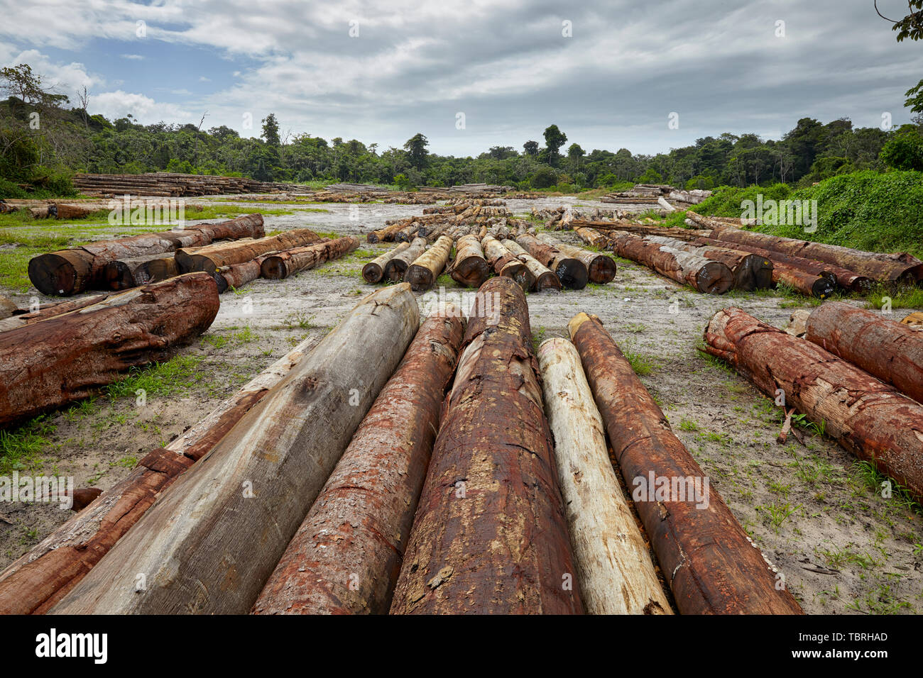 DTL Demerara Timbers Limited at Mabura Hill Sawmill in Guyana South America Stock Photo
