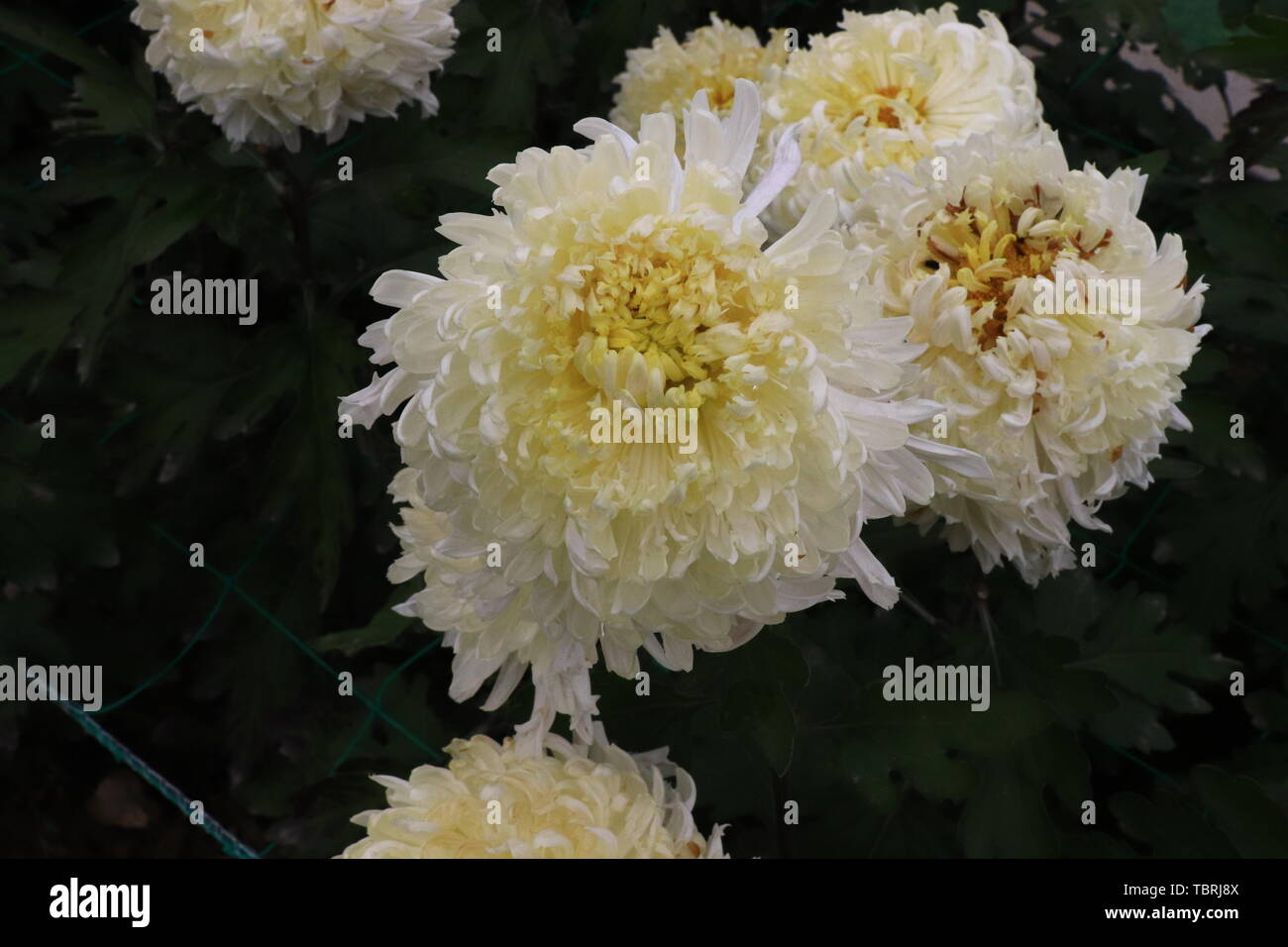 Chrysanthemums grass hi-res stock photography and images - Alamy