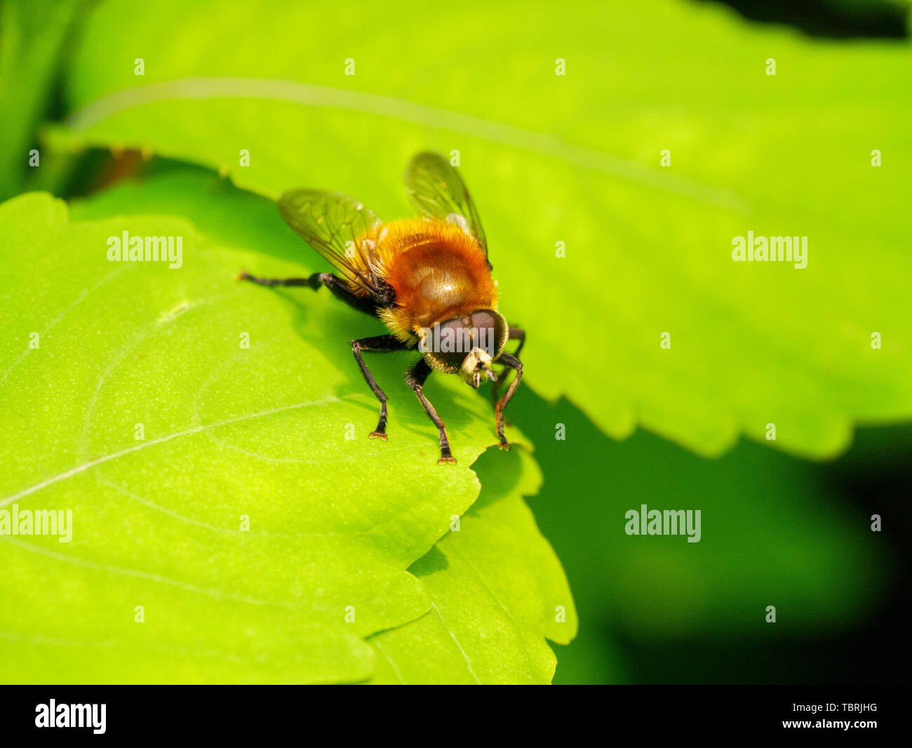 Narcissus bulb fly (Merodon equestris). Stock Photo