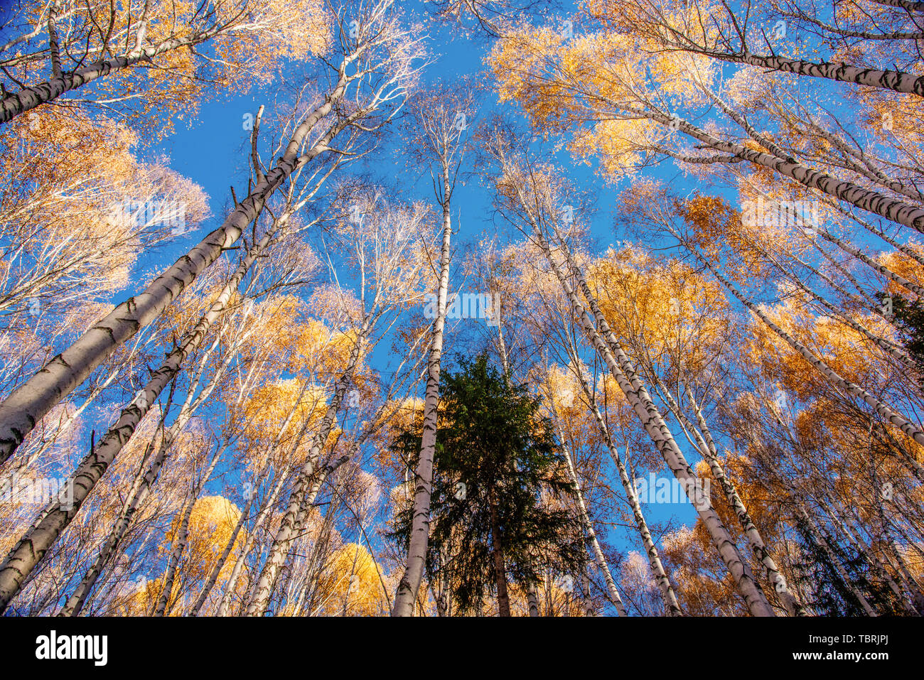 The towering golden birch forest Stock Photo - Alamy