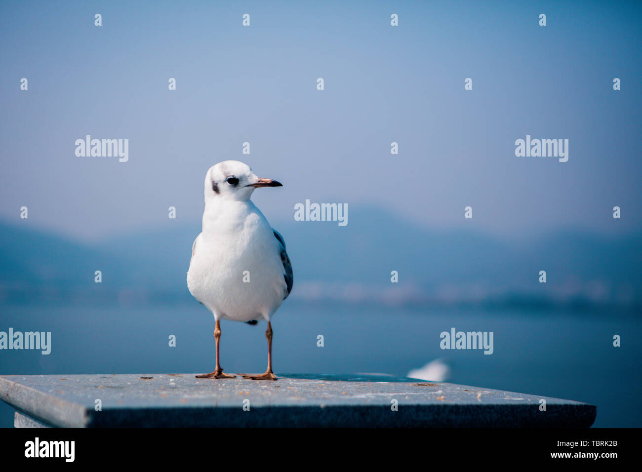 Red ridge dam hi-res stock photography and images - Alamy