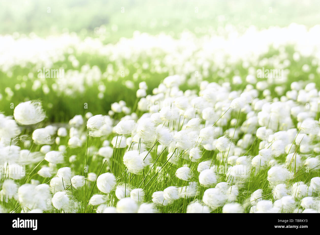 The arctic cotton grass (Eriophorum) field in Kamchatka. Horizontal shot Stock Photo