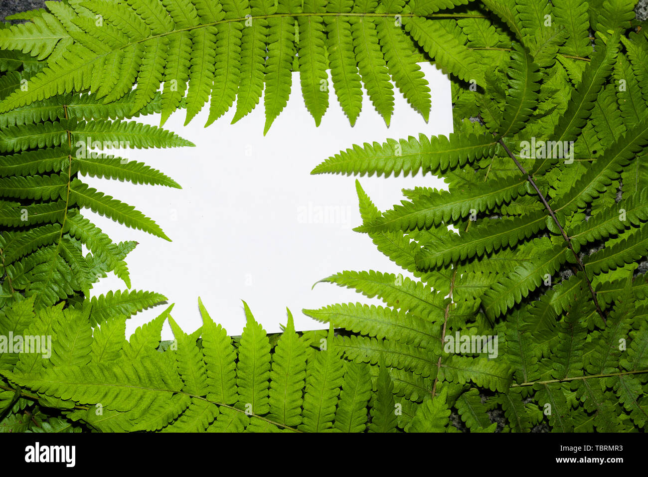 Fern leaves with white blank paper card. Nature concept. Leaves of ferns in forest. Stock Photo