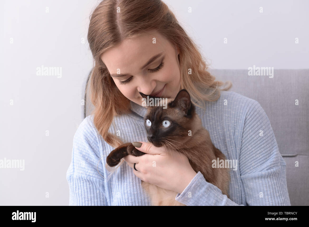 Short Haired Seal Point Siamese Adult Stock Photos Short Haired
