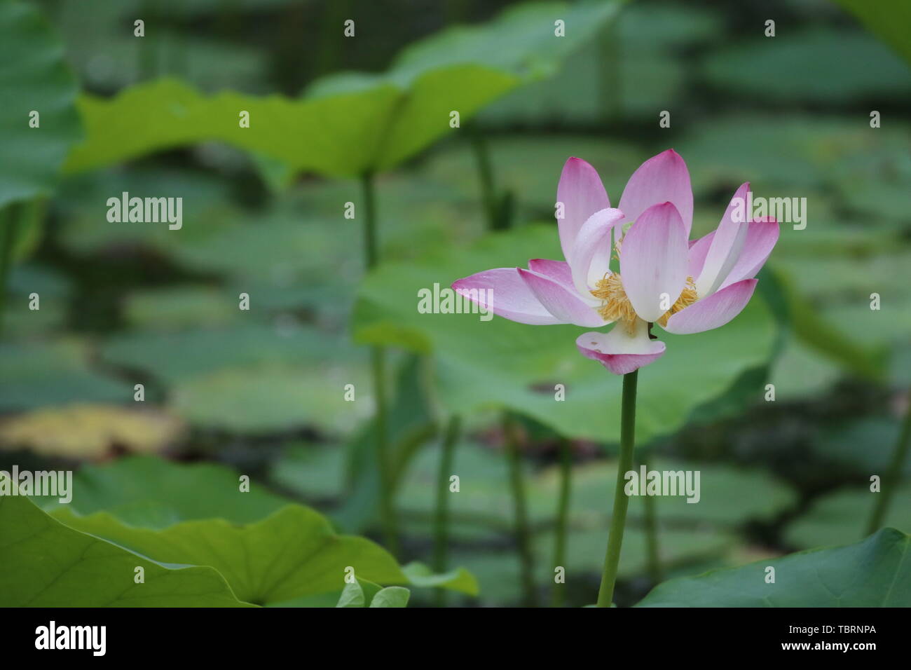 flowers-plants-and-trees-stock-photo-alamy