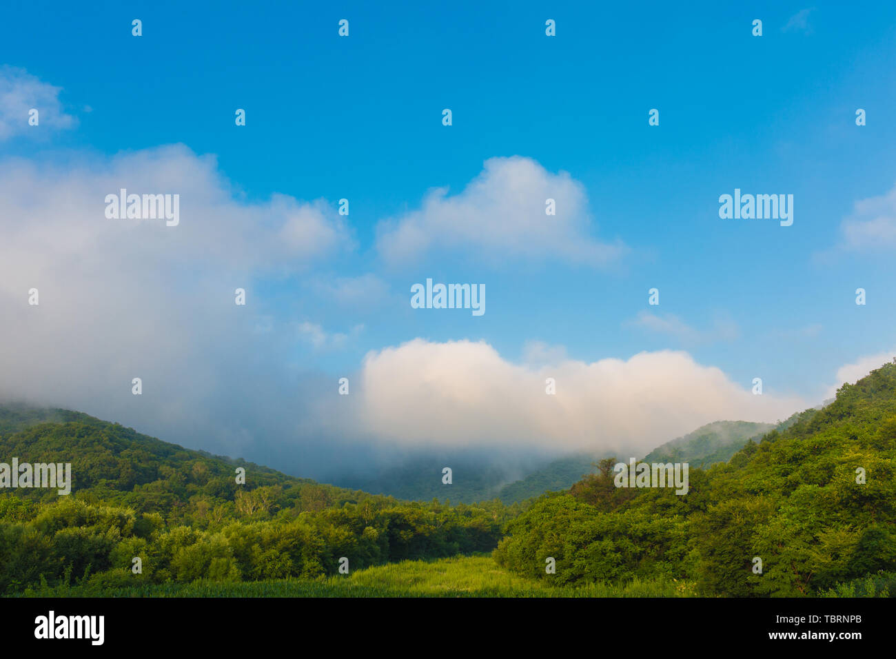 Alpine forests hi-res stock photography and images - Alamy