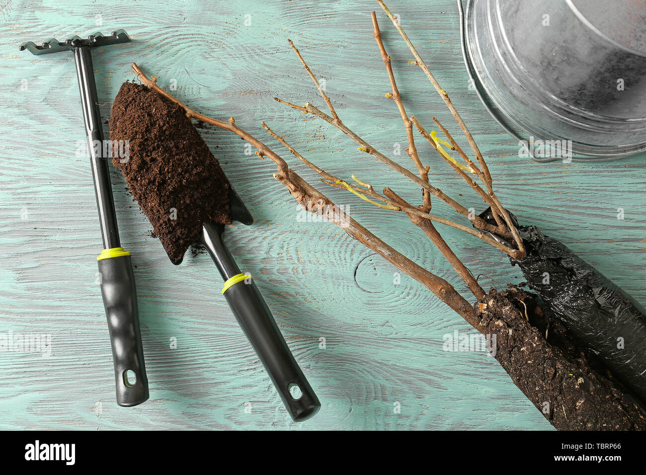 Tree seedlings with tools, soil and bucket on wooden table Stock Photo ...