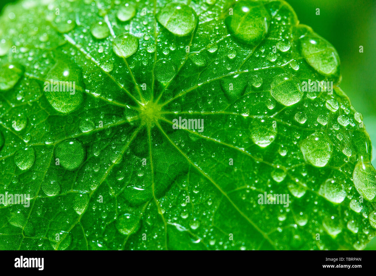 Copper grass leaves Stock Photo Alamy