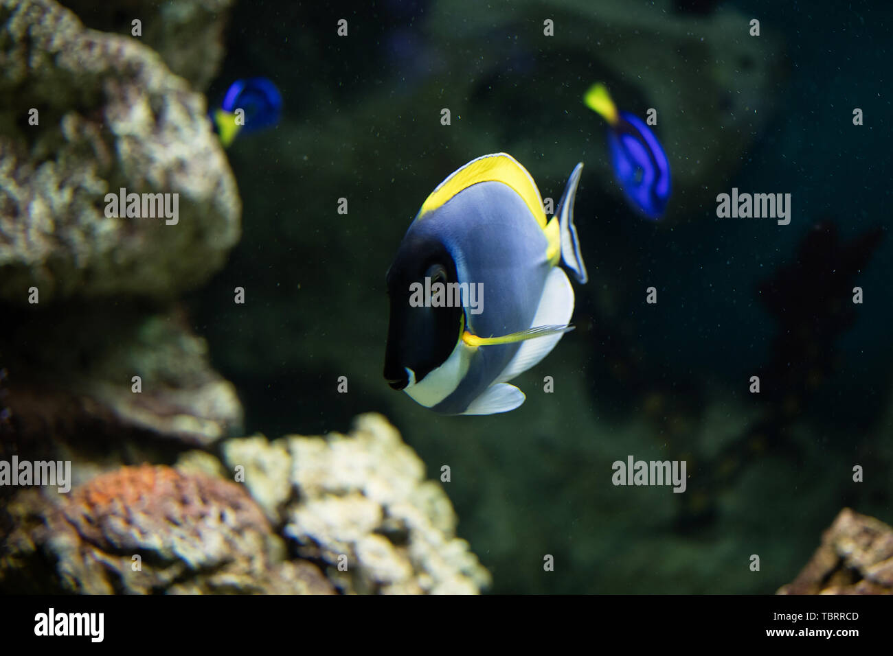 Sea anemone and clown fish in marine aquarium. On black background Stock Photo