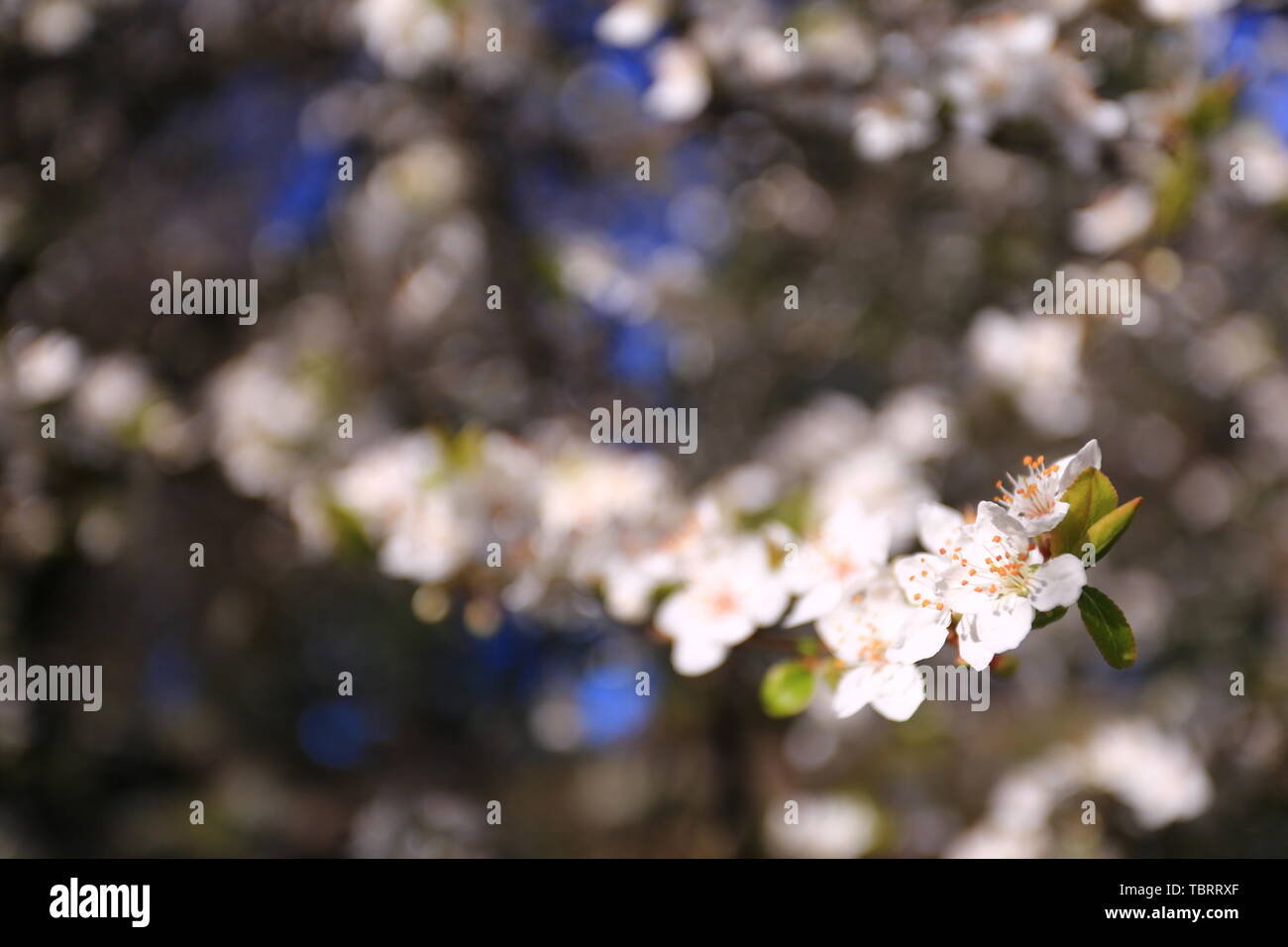 Cherry blossoms in Queenstown, New Zealand Stock Photo Alamy