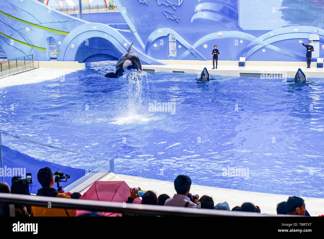 Haichang Ocean Park orca performance in Shanghai Stock Photo - Alamy
