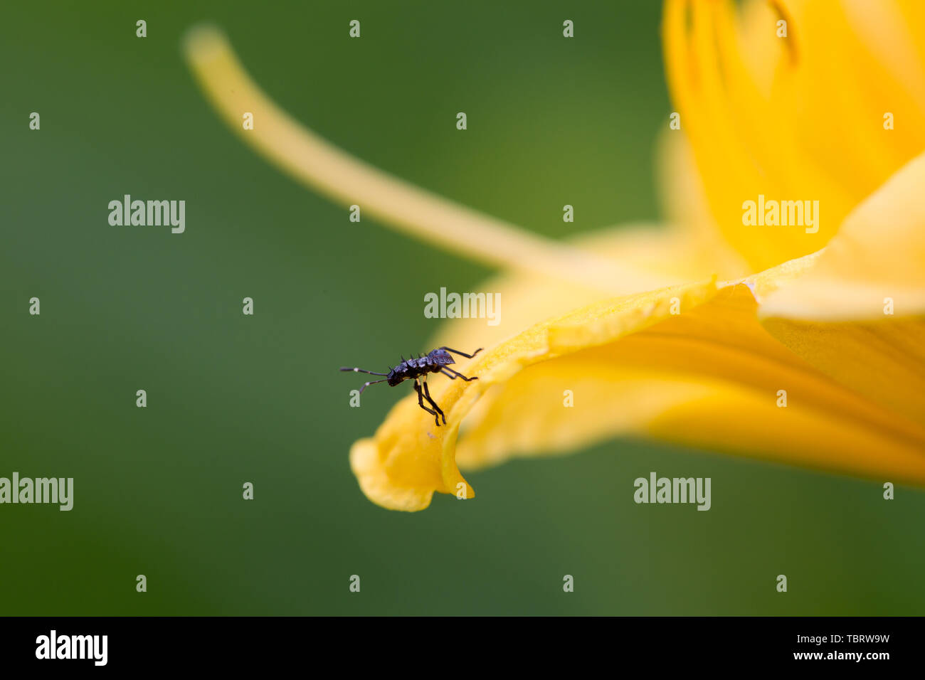 Bugs on flowers Stock Photo Alamy