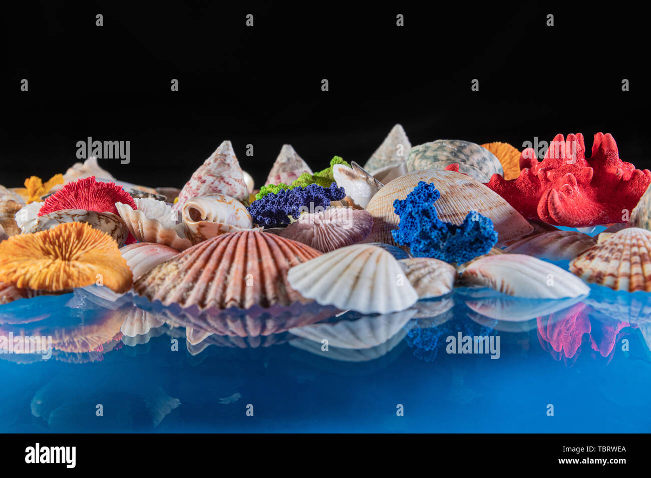 Sea shells lying on a glass and reflection.selective focus, wallpaper Stock Photo