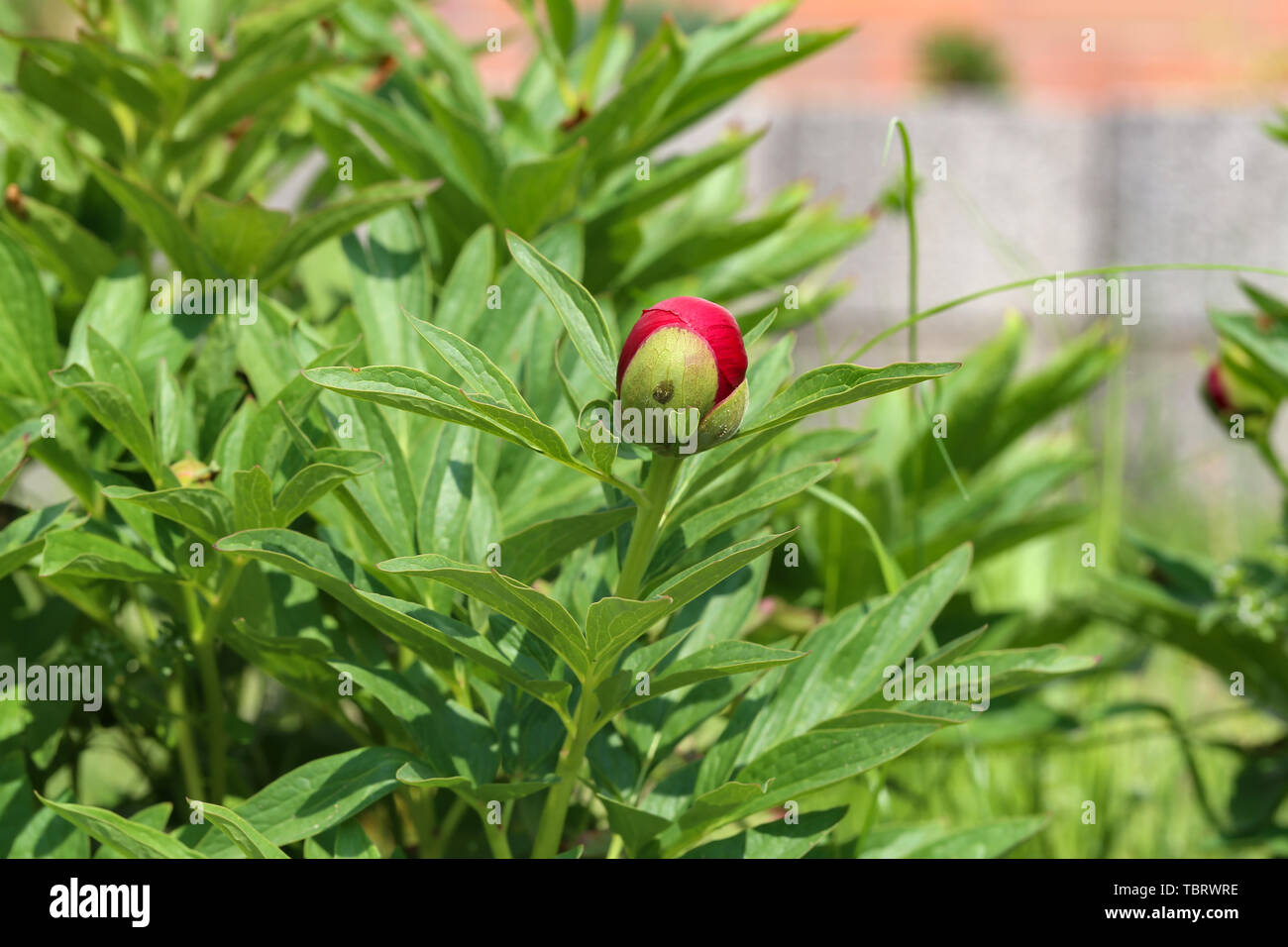 Red Peony Buds Pack of 25 (1.5