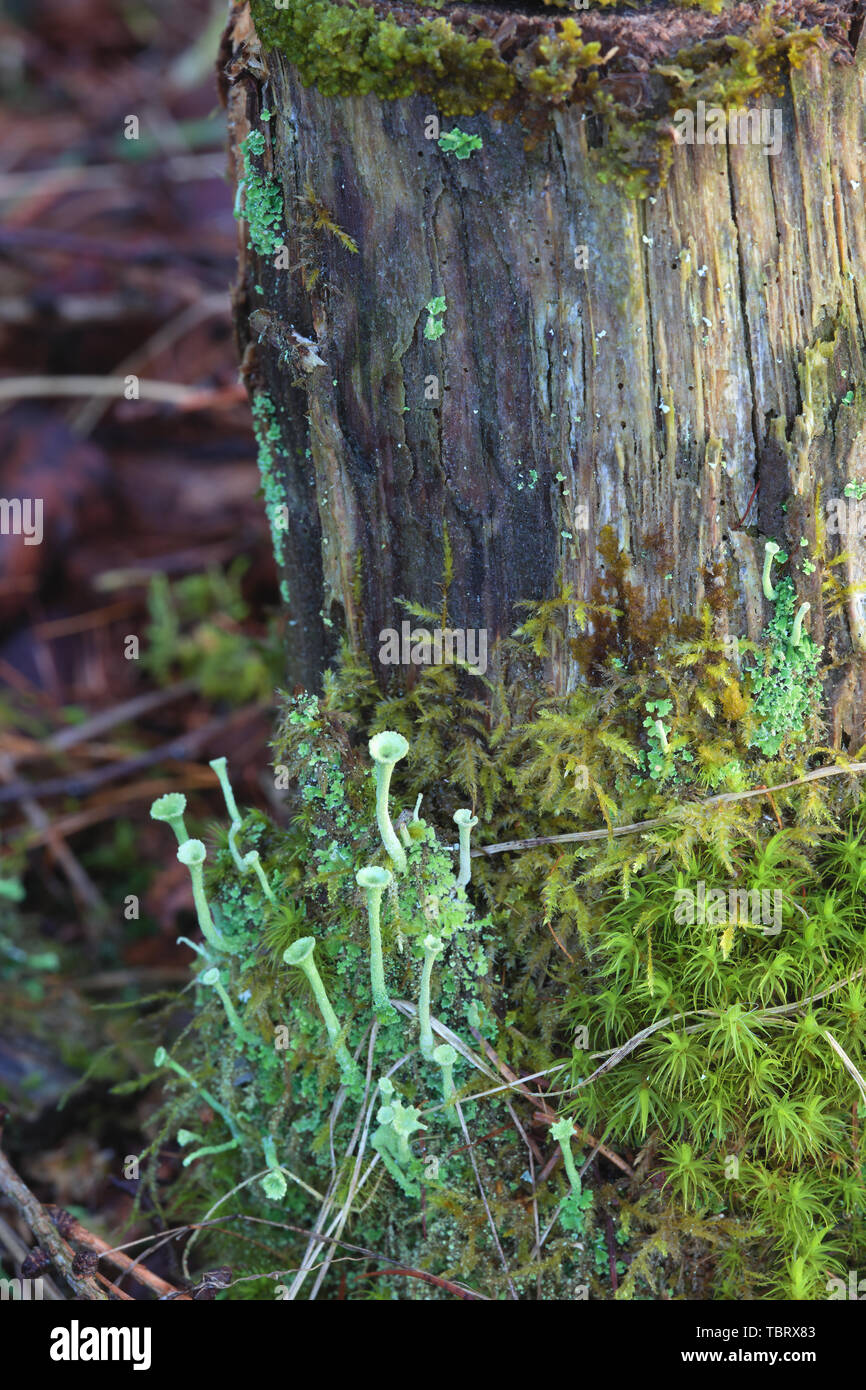 Sidelit overgrown tree stump Stock Photo