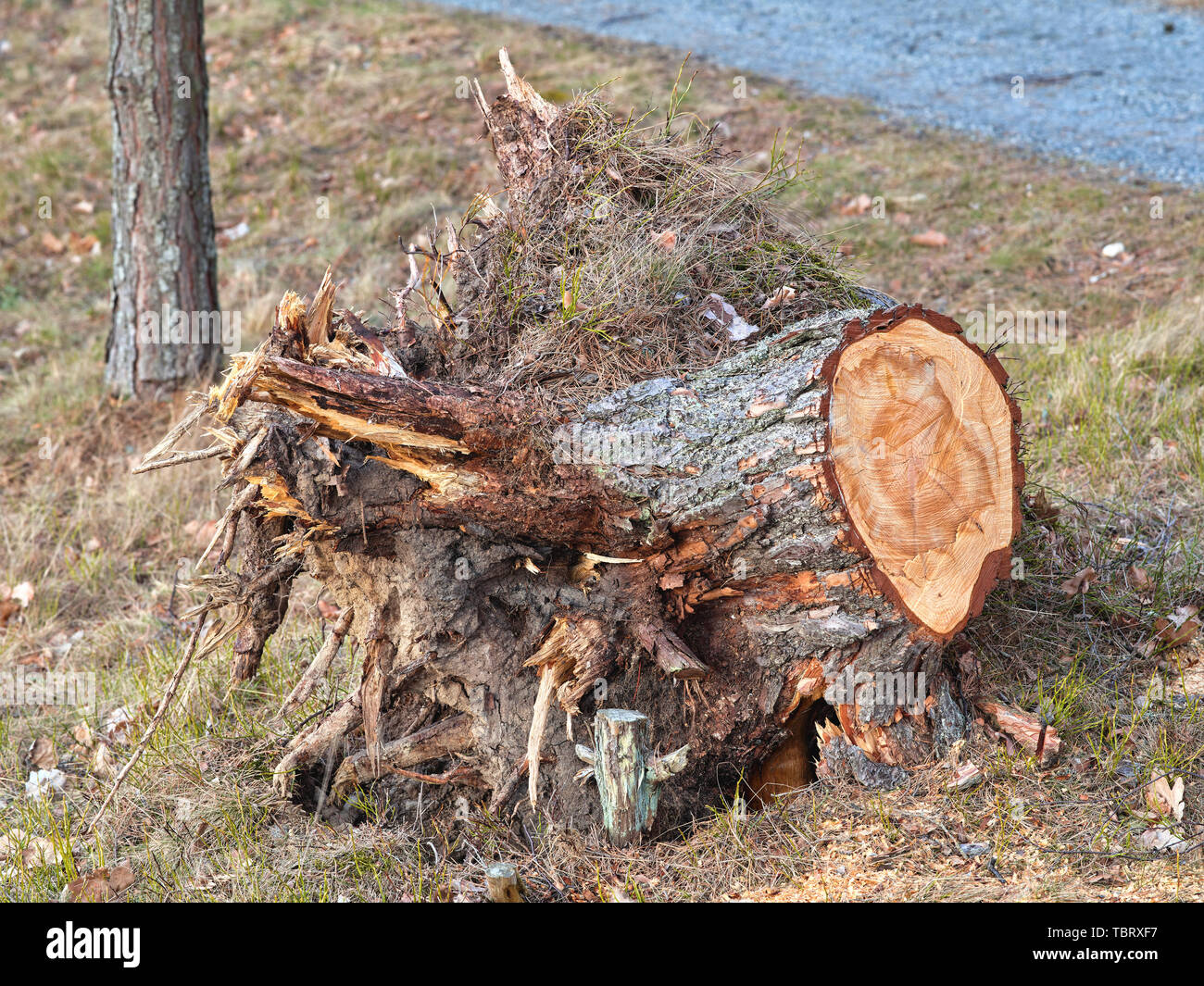 Tree stub in Österåker golf club, Sweden Stock Photo