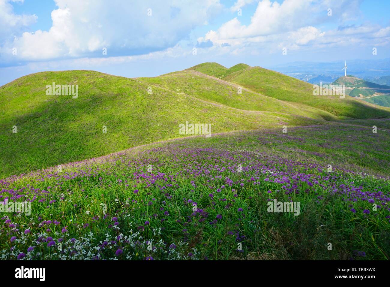 Asirisi Heavenly Flower Sea Scenic Area, also known as Big Leek Ping, is located in Xingfa Miao Yi Hui Township in the southern part of Hezhang County, Bijie City, Guizhou Province. It is 30 kilometers from the county town and an area of 30 square kilometers. It is the only wild leek flower reserve in the country. The main peak is 2,777 meters above sea level, which is the second peak in Guizhou Province. The top of the big leek Ping top is covered with tens of thousands of acres of lush wild leeks. Stock Photo