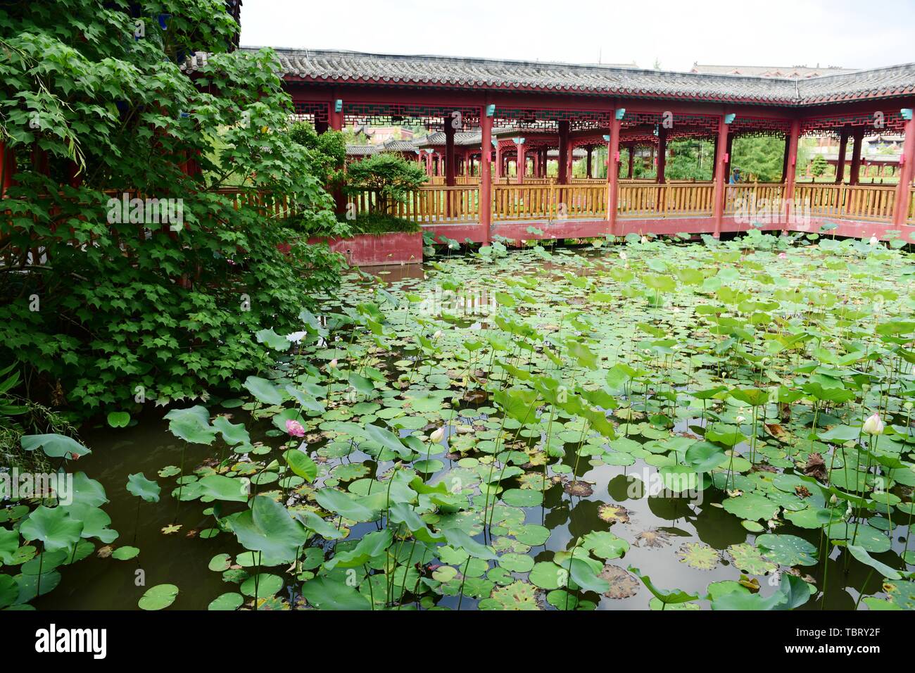Antique architecture and lotus pavilion lotus Stock Photo Alamy