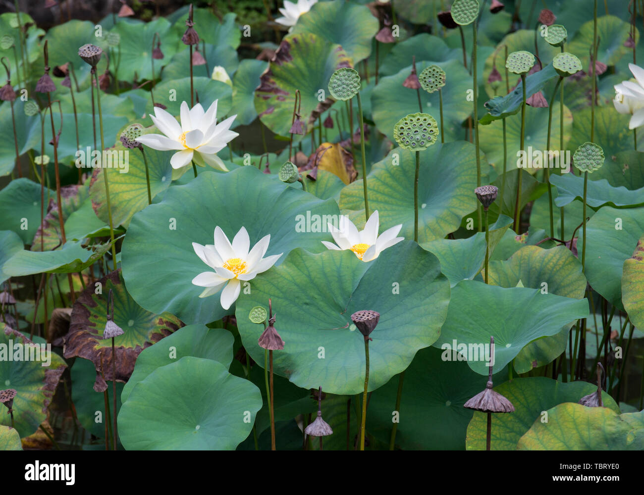 Lotus Pond
