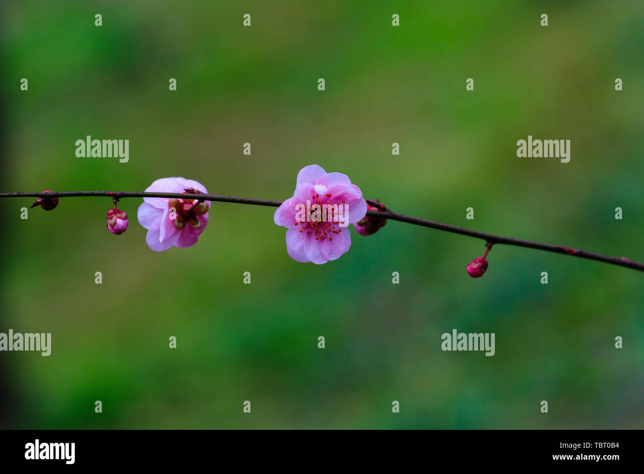 Spring season images hi-res stock photography and images - Alamy