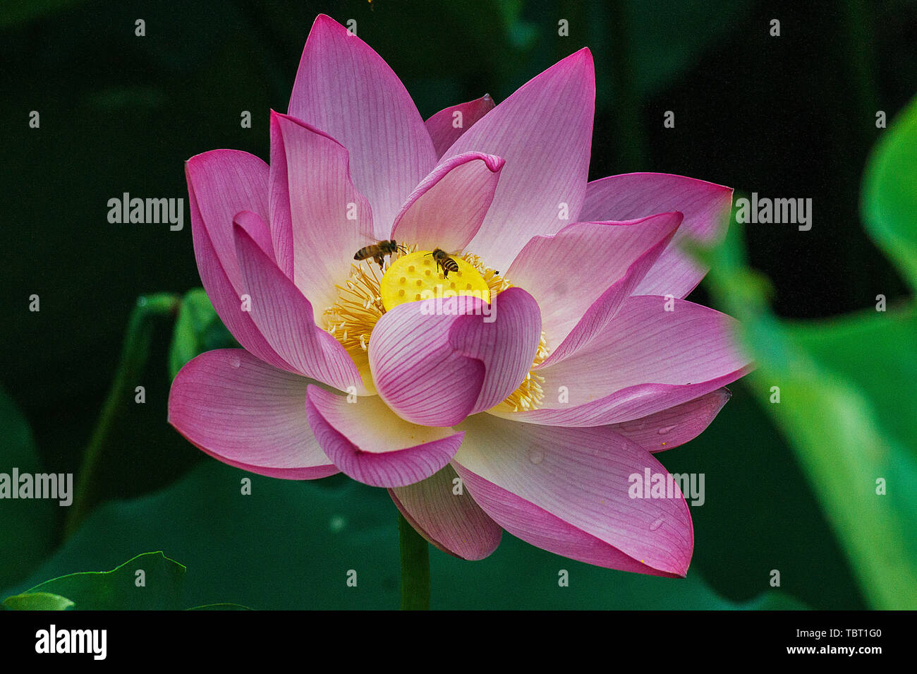 Lotus in full bloom Stock Photo Alamy