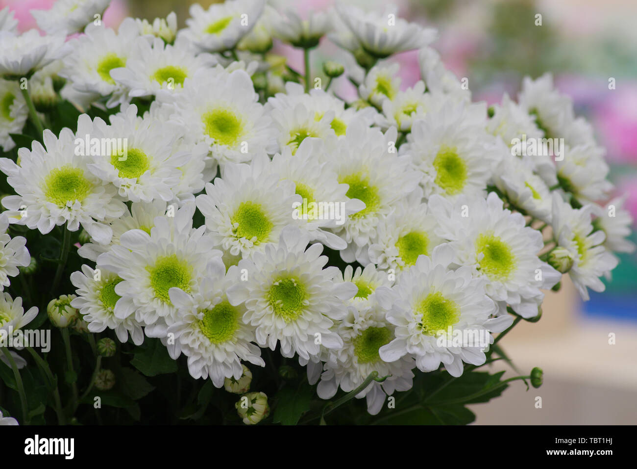 Chrysanthemum blooming china hi-res stock photography and images - Alamy