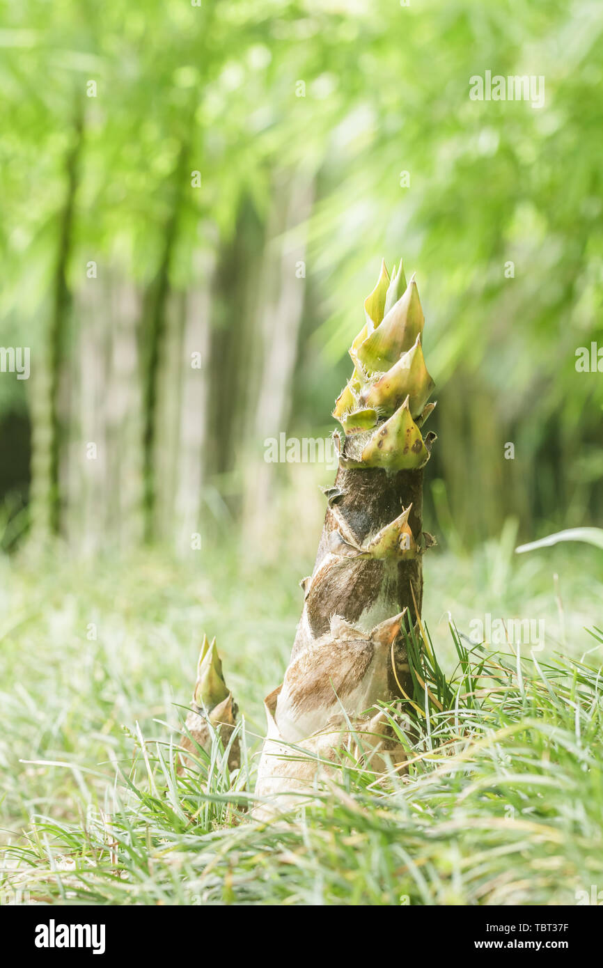 Bamboo shoots growing on outdoor meadows Stock Photo Alamy