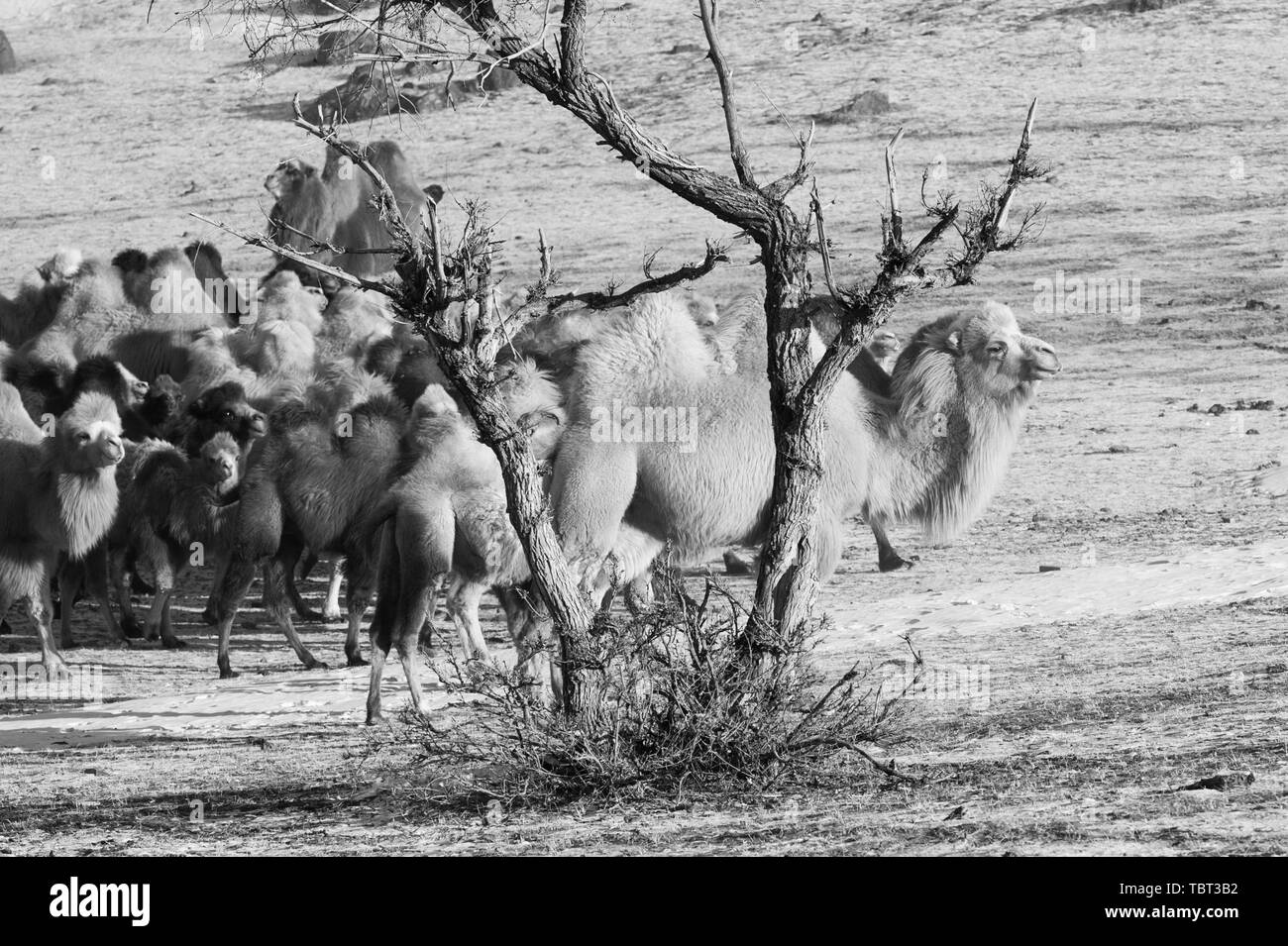 camels Stock Photo