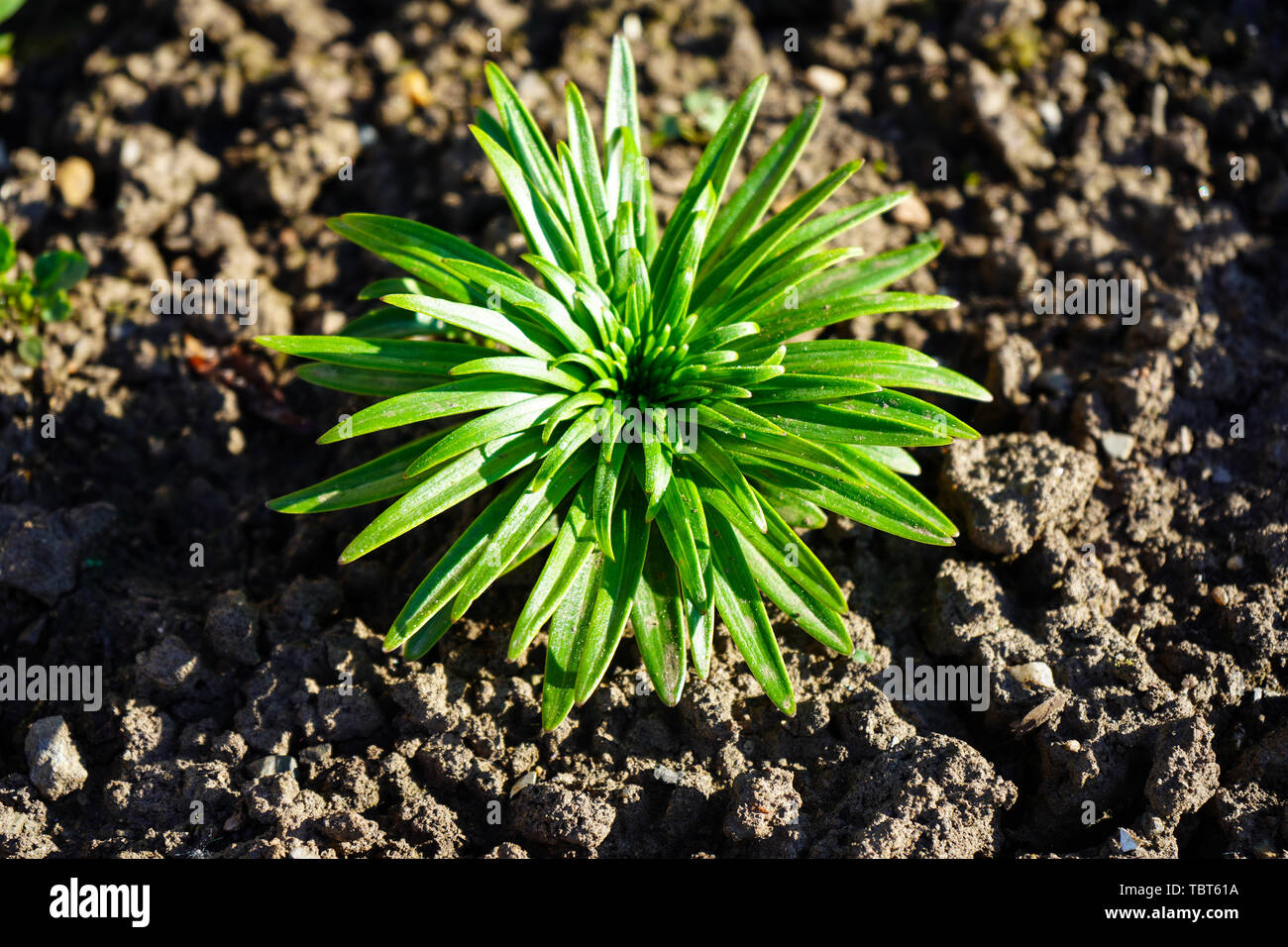 Lily shoots hires stock photography and images Alamy