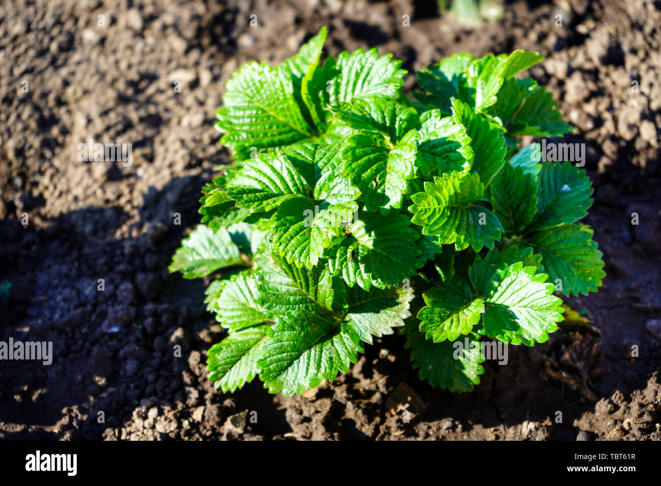 Strawberry bushes without berries and flowers in the garden Stock Photo ...