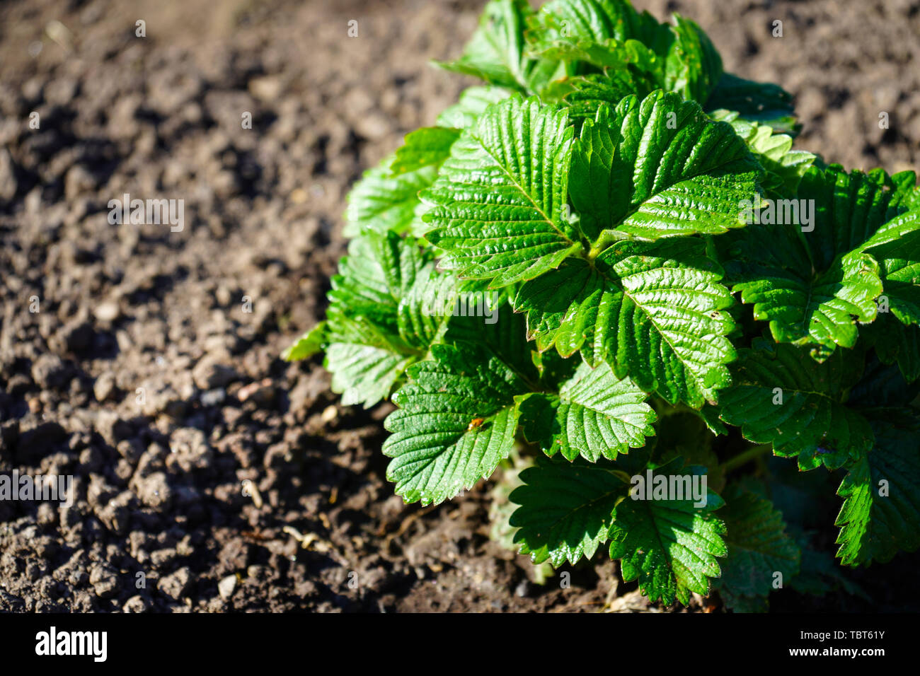Strawberry bushes without berries and flowers in the garden Stock Photo ...