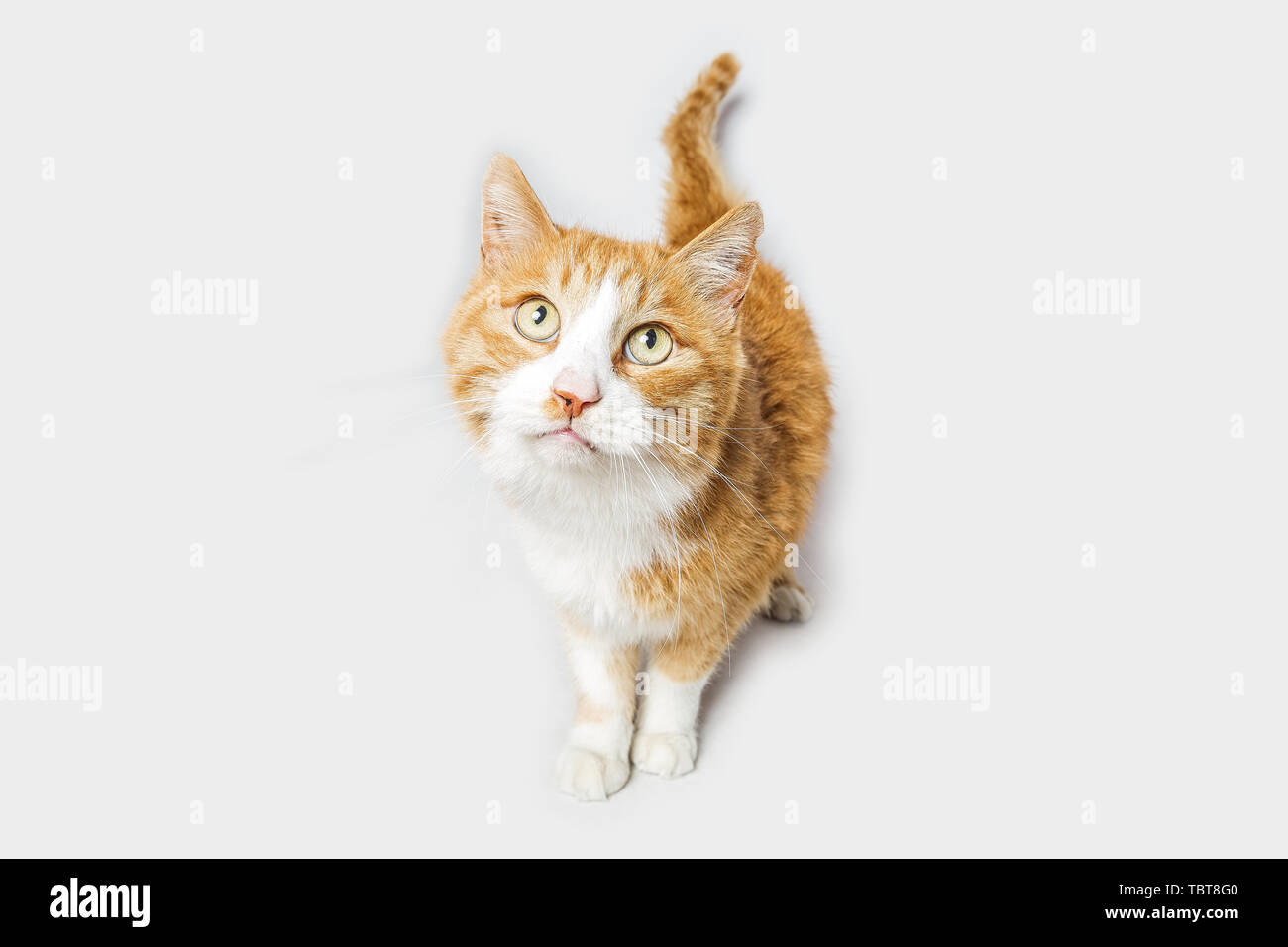 Kawaii kitten hi-res stock photography and images - Alamy
