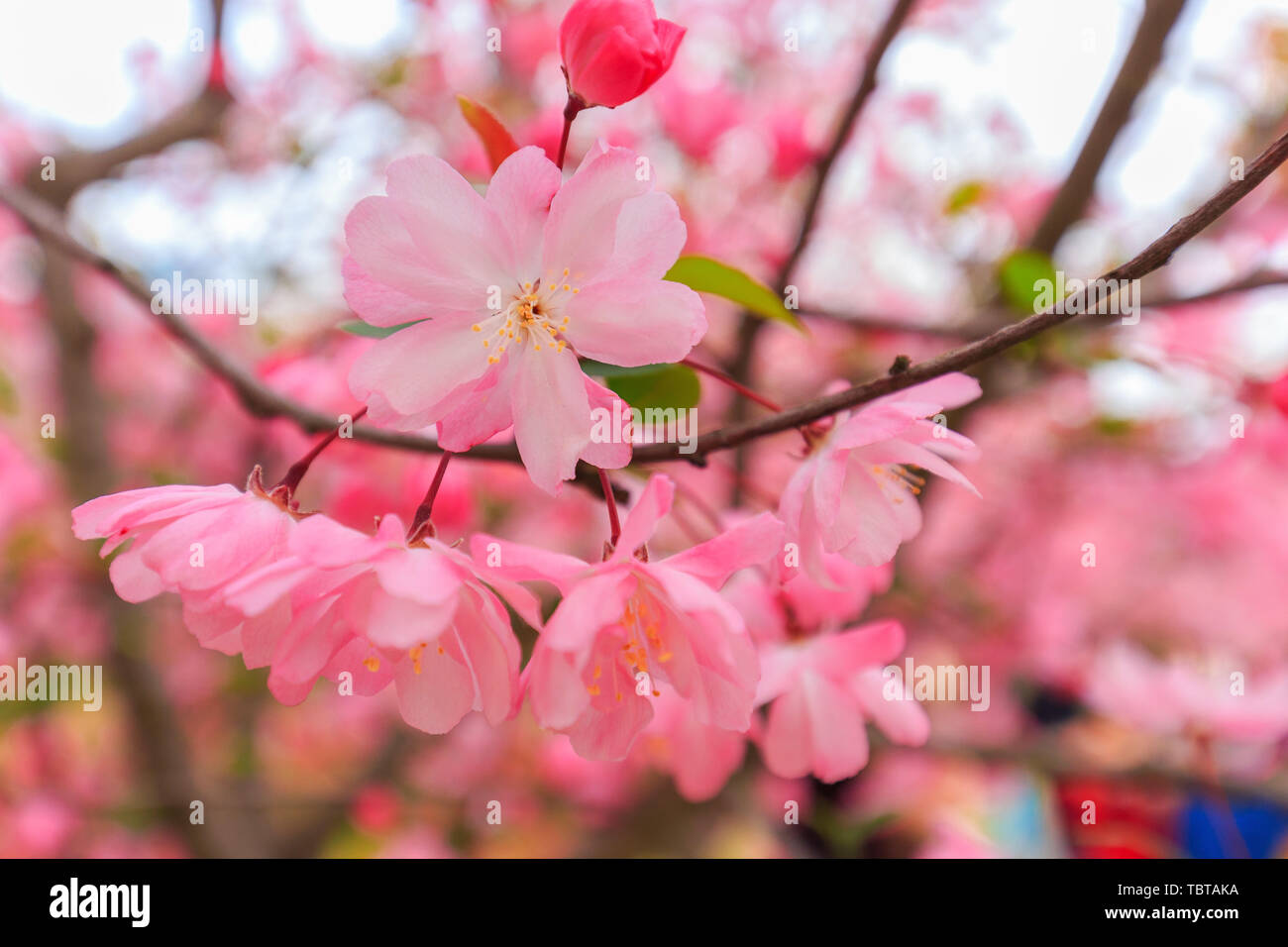 Spring cherry blossoms in Shanghai People's Park Stock Photo Alamy