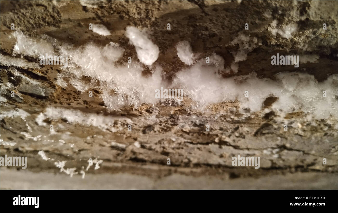 White Mold Pieces On The Concrete Ceiling Stock Photo