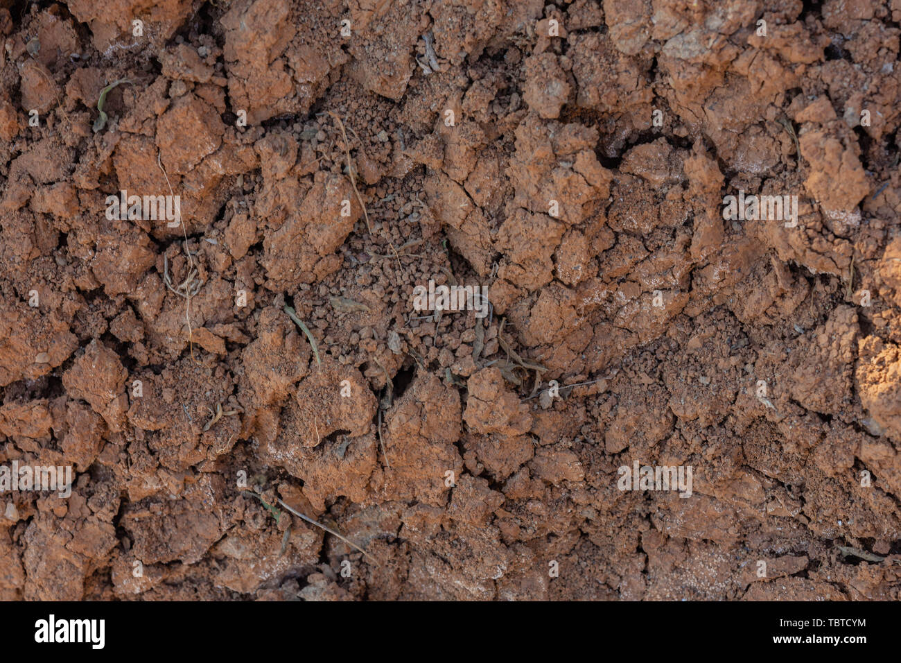Cracked red clay soil in drought. A green leaf of grass makes its way through the lifeless soil Stock Photo