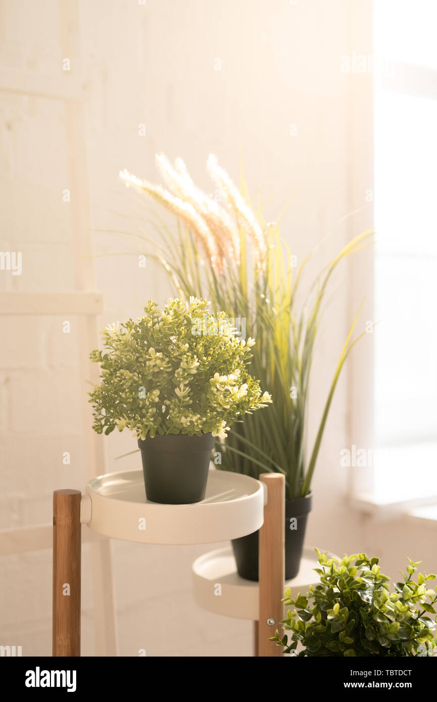 Home plants indoor nobody hi-res stock photography and images - Alamy