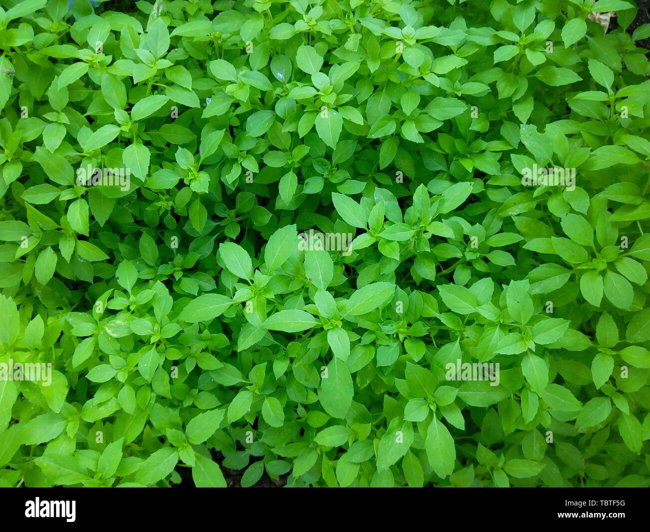 texture of bergamasco basil scented with small leaves Stock Photo