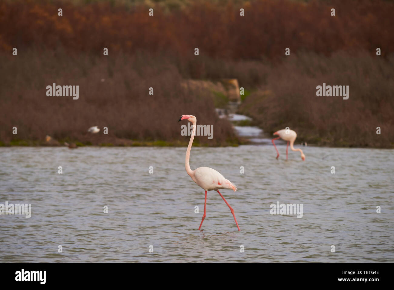 Group of common or pink flamingo (Phoenicopterus roseus) in the lagoon of Fuente de Piedra, Malaga. Spain Stock Photo