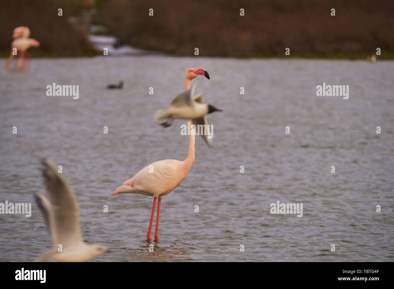 Group of common or pink flamingo (Phoenicopterus roseus) in the lagoon of Fuente de Piedra, Malaga. Spain Stock Photo