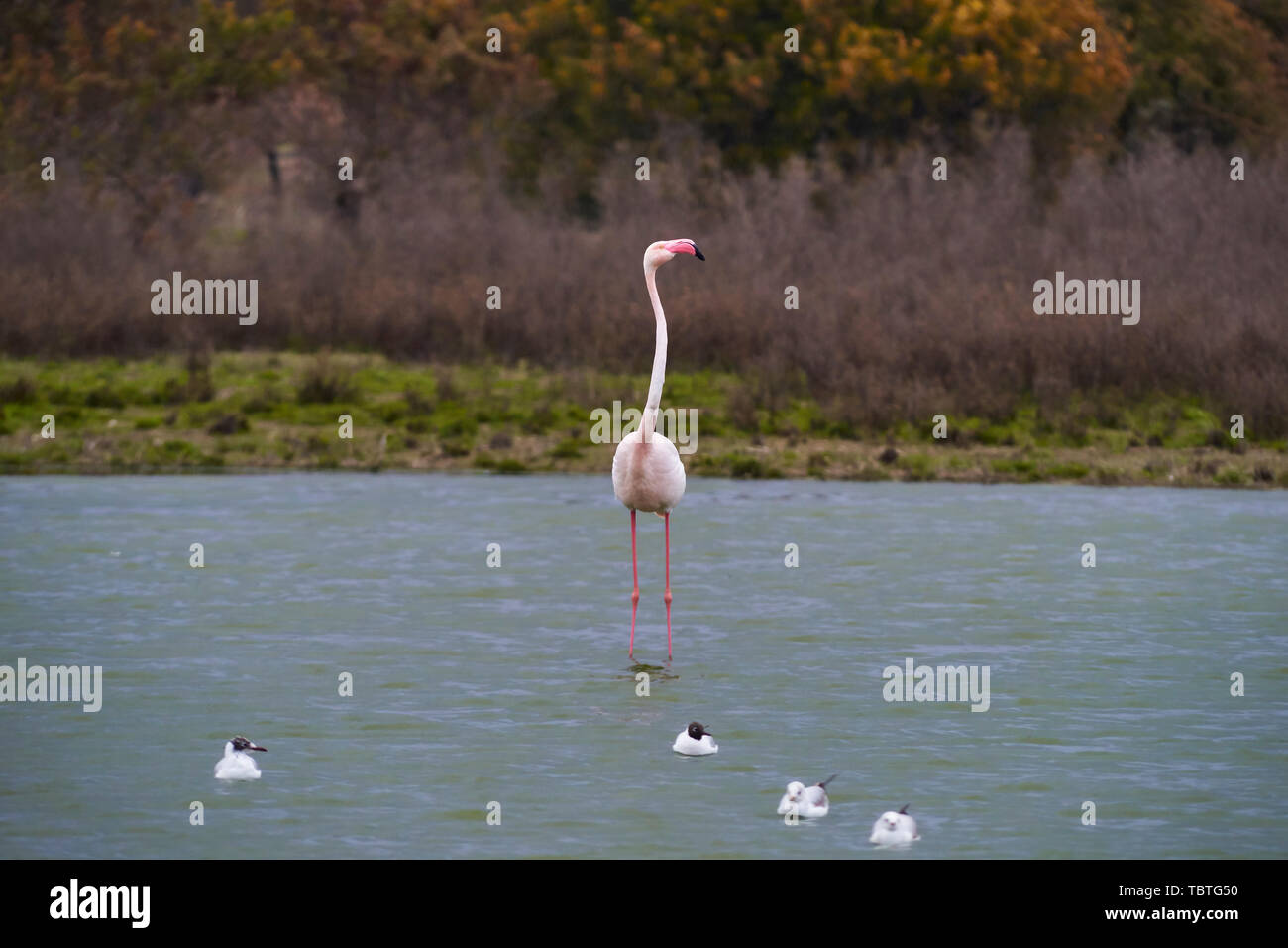 Group of common or pink flamingo (Phoenicopterus roseus) in the lagoon of Fuente de Piedra, Malaga. Spain Stock Photo