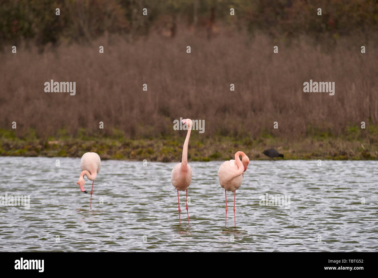 Group of common or pink flamingo (Phoenicopterus roseus) in the lagoon of Fuente de Piedra, Malaga. Spain Stock Photo