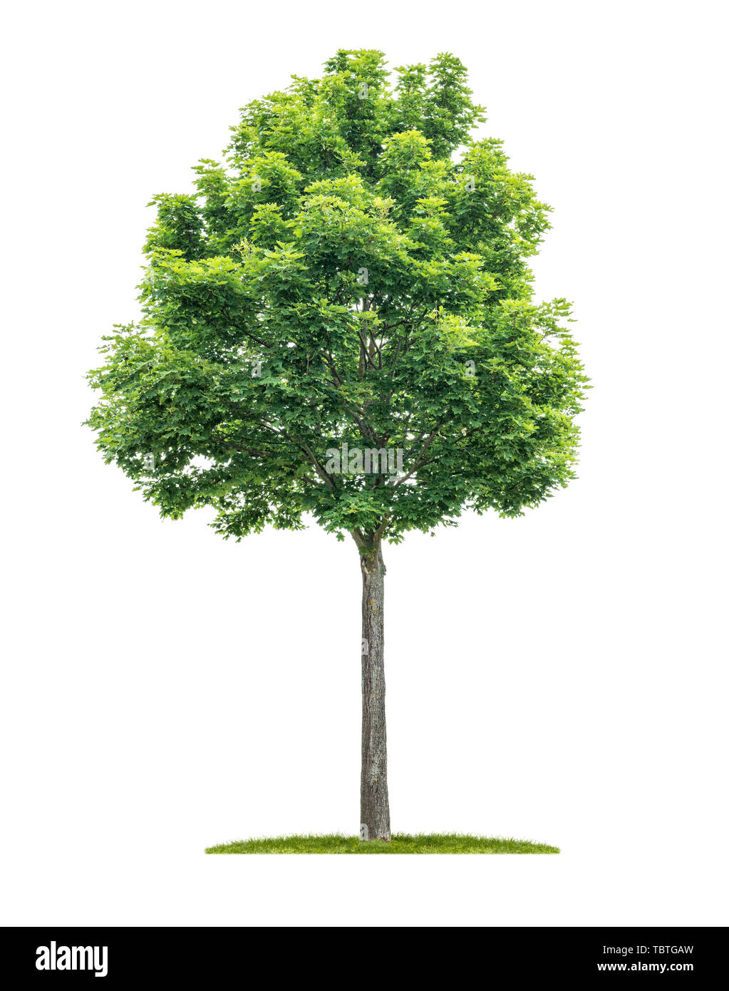 An isolated tree on a white background - Acer - Maple Stock Photo - Alamy