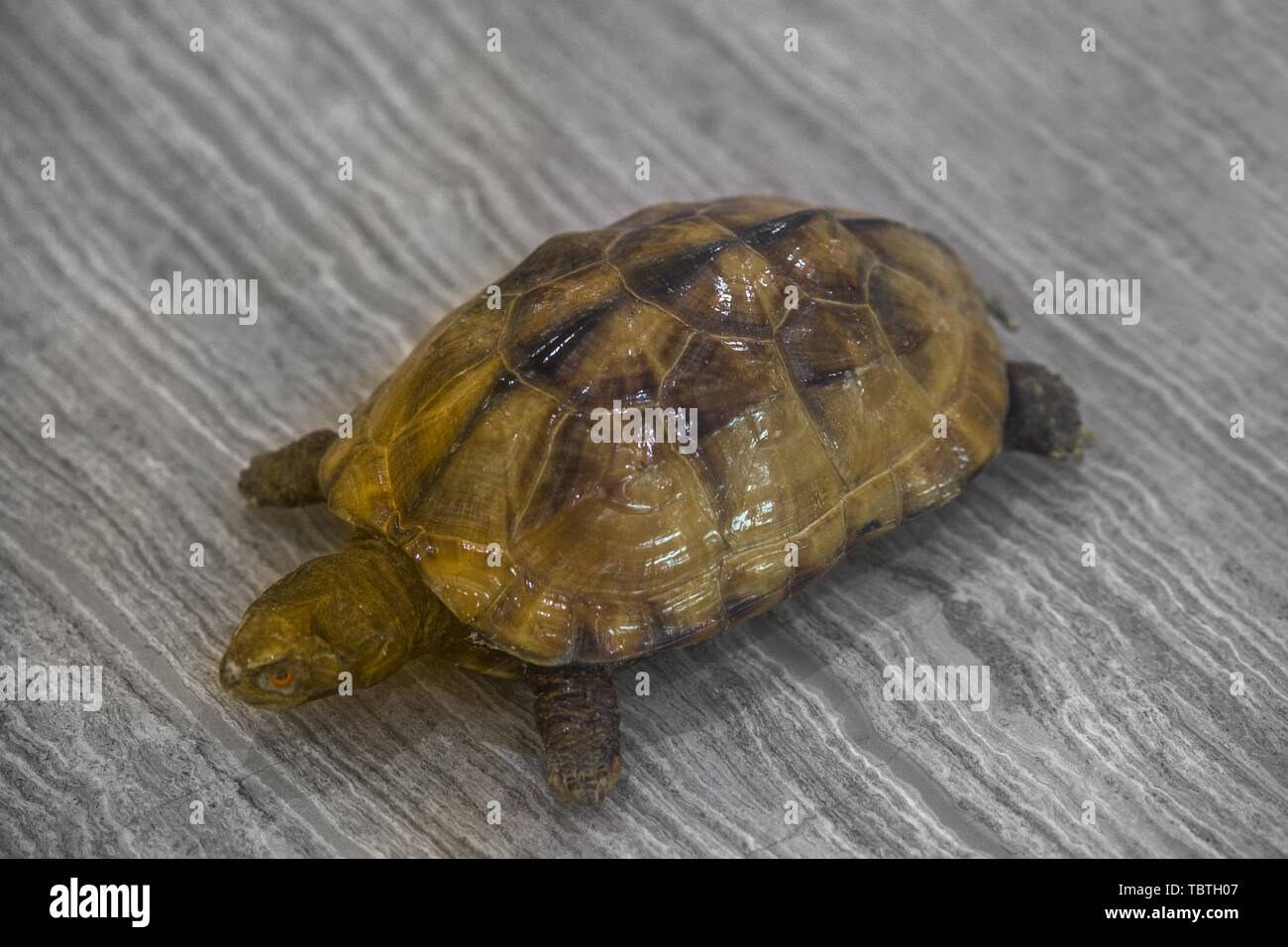 A Malay closed-shell turtle looks like a specimen. Stock Photo