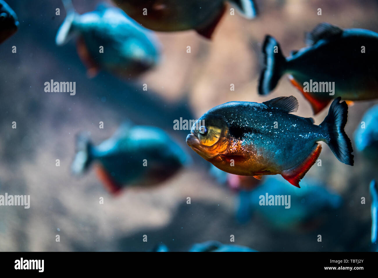 Fish with no one underwater, marine swimming. Wildlife, sea aquarium