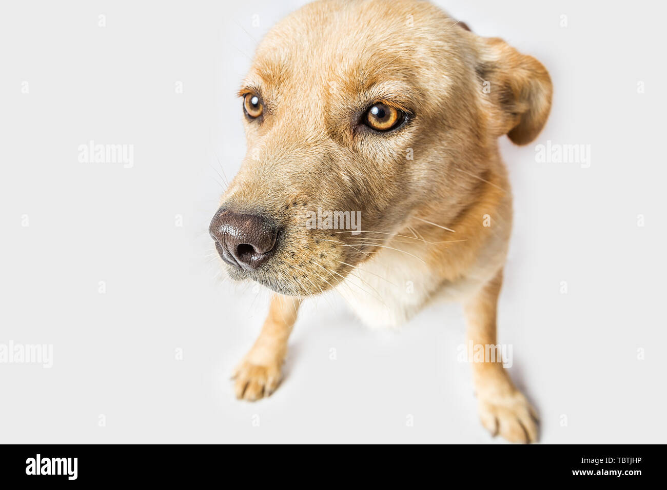 Cutest Cat High Resolution Stock Photography And Images Alamy