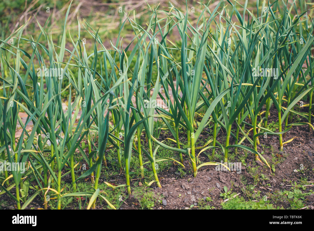 Patch With Green Garlic Vegetable Growing In Garden Or Farm Stock