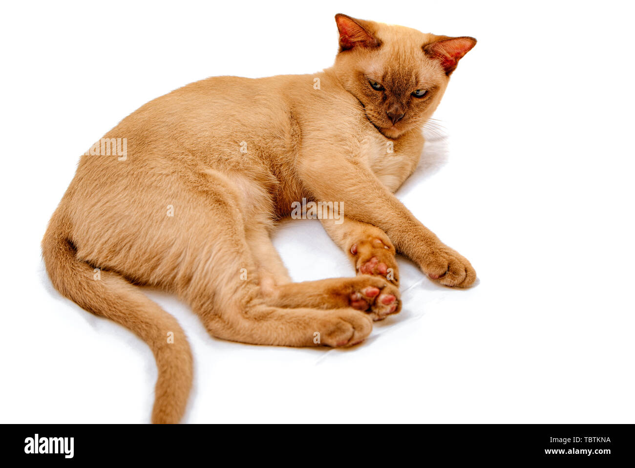 Burmese cat kitty color chocolate, is a breed of domestic cat, originating  in Thailand, believed to have its roots near the present Thai-Burma Stock  Photo - Alamy